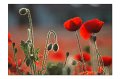 Mohn M 05